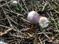 Retekszagú kígyógomba (Mycena pura), Mátra